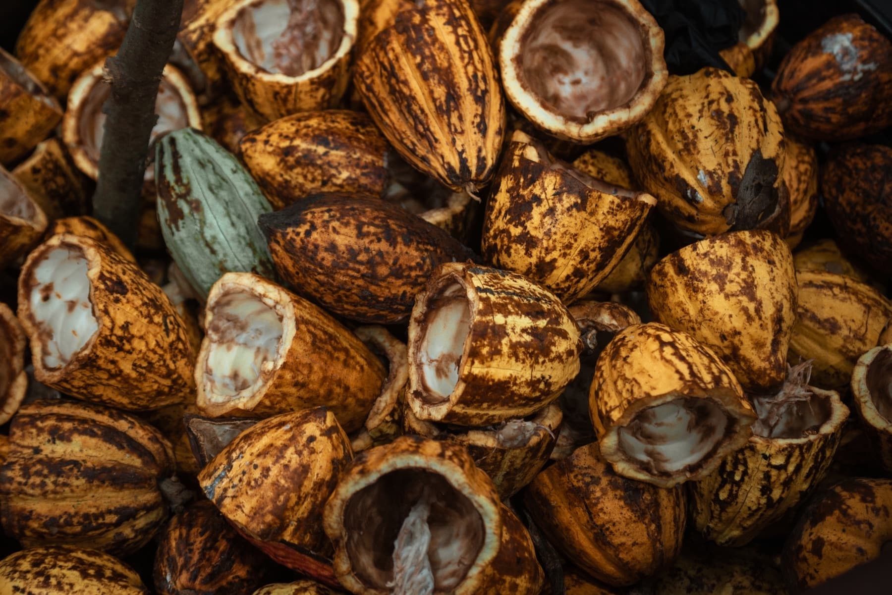 Cocoa Pod Husk - Image 2